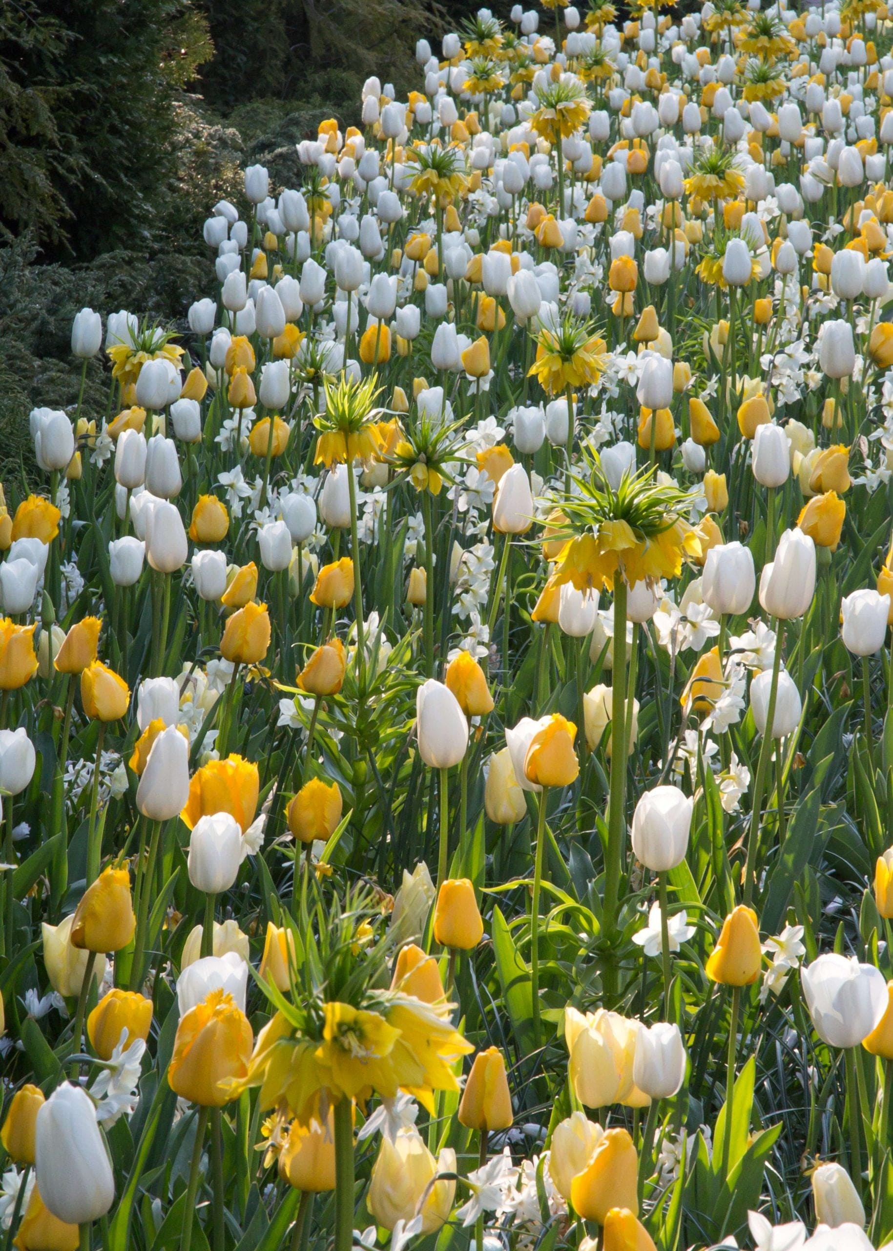 Yellow Carpet - Exklusiv blandning